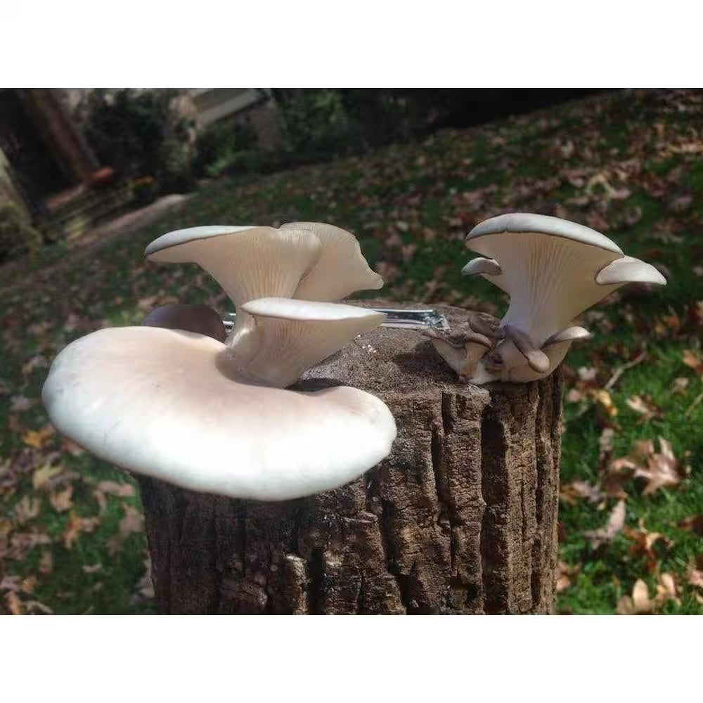 12 In. Oyster Mushroom Log