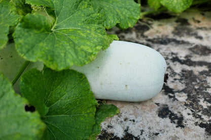 20 WAX GOURD Winter Melon White Ash Benincasa Hispida Vegetable Seeds *Comb S/H