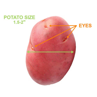 Red Norland Seed Potatoes for Planting (5 Lbs. Bag)