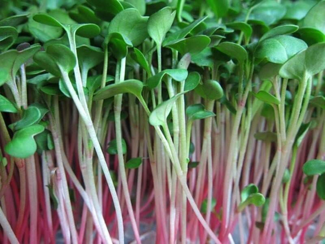 500+China Rose Radish Seeds Red Daikon Winter Radish Microgreens Sprout Seed USA