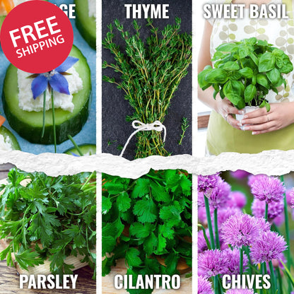Herb Seeds Variety Pack Culinary Herb Collection (12 Individual Packets for Plan