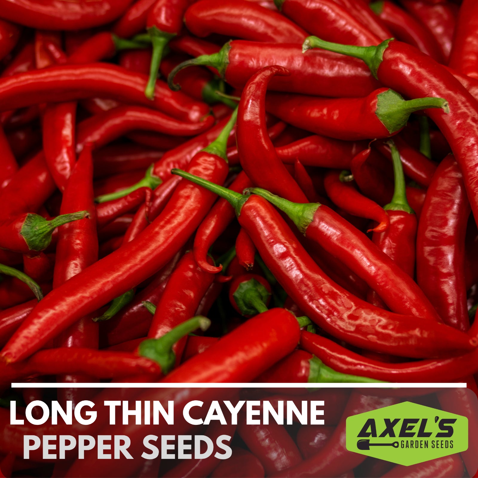 Hot Cayenne Pepper Heirloom Non-Gmo Seeds