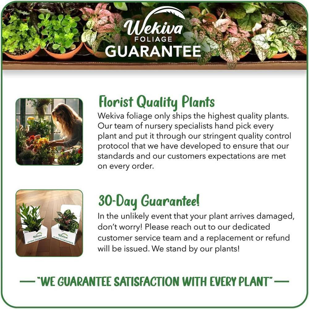 Lemon Philodendron and Soil Mix Combo -Live Plant in a 4 In. Pot with 1 Quart Houseplant Soil Mix