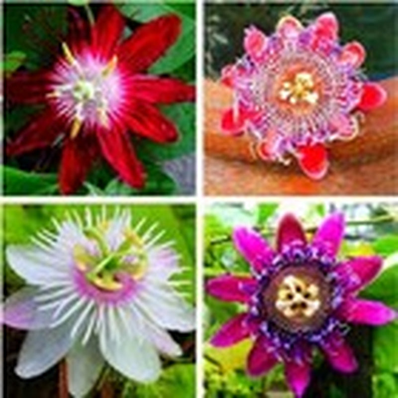 50Pcs Mix Color Passion Flower Seeds Rare Potted Plants for Planting Outdoors