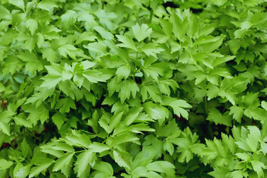 Lovage Seeds | Non-GMO Heirloom | Medicinal & Culinary Herbs | Levisticum officinale Fresh Garden Seeds