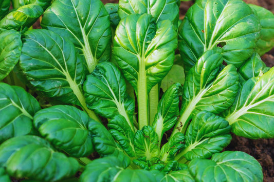 Tatsoi Mustard Seeds | Non-GMO | Brassica rapa var. narinosa | Heirloom Vegetable Gardening