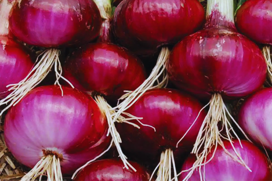 Red Burgundy Onion Seeds - 200+ Non-GMO Garden Seeds - Allium cepa - Premium Vegetable Seeds for Home Garden