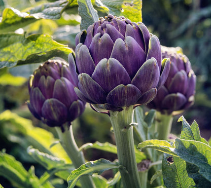 15+Purple Romagna Artichoke Seeds Italian Artichoke Perennial Plant Seeds USA