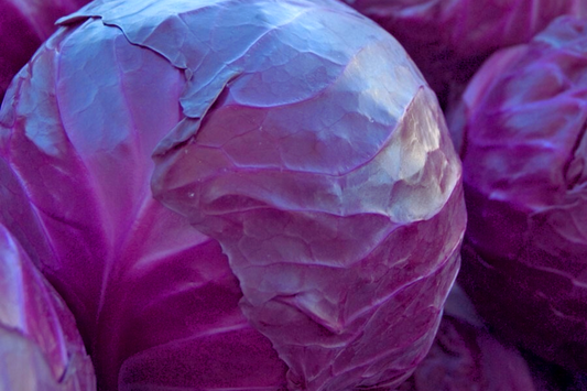 Red Cabbage Seeds - 400+ Non-GMO Fresh Garden Seeds | Brassica oleracea | USA Free Shipping