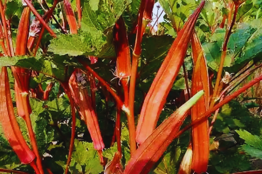 Red Okra Seeds - 100+ Non-GMO Heirloom Seeds for Fresh Garden Planting - Abelmoschus esculentus