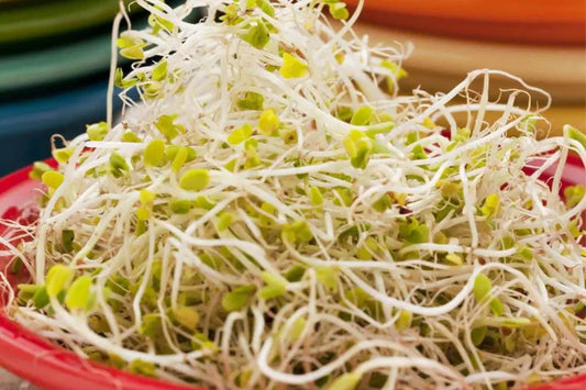 Sprouting Lid Kit with Broccoli Seeds | Non-GMO | 2 Lids Included | Ideal for Home Sprouting