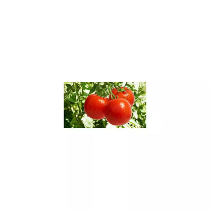 10 Lbs. Biochar Organic Tomato and Vegetable Blend, Soil Amendment