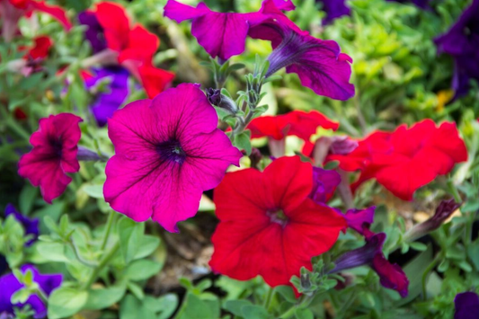 Dwarf Petunia Seeds MIX Colors - Non-GMO Fresh Flower Garden Seeds BULK - Petunia x hybrida
