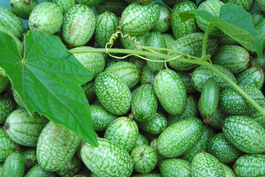 Mexican Gherkin Seeds | Heirloom Non-GMO Mini Cucumbers | Cucamelon (Melothria scabra)