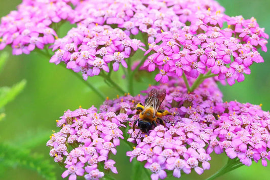 Cerise Queen Yarrow Seeds | Vibrant Pink Flowers | Drought Tolerant | Attracts Pollinators | Perennial | 85 Days