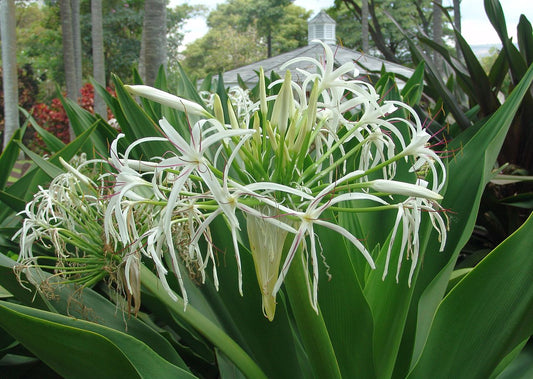 White Spider Crinum Lily Amoenum | Live Rooted Starter Plant | Giant Fragrant Flower | Tropical Bulb Plant | Hardy Perennial