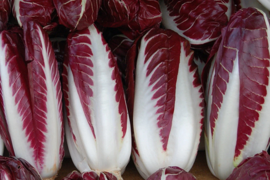 Radicchio Seeds 500+ Non-GMO Heirloom Garden Seeds | Fresh USA Grown