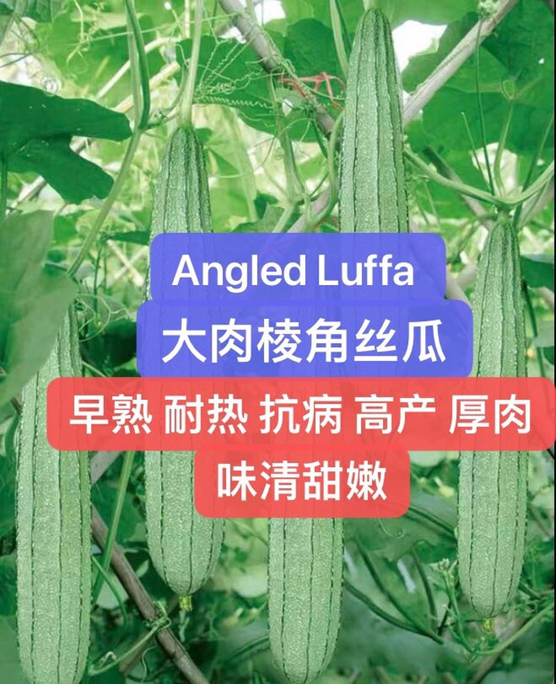 20 Premium Ridged Gourd Chinese Okra Angled Luffa Peerkangai Seeds 20粒特级大肉棱角丝瓜种子