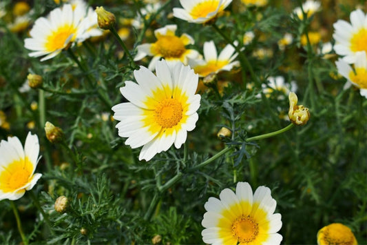 Shungiku Seeds - Non-GMO 3 Color Daisy Garland Chrysanthemum - Edible Flowers (Chrysanthemum coronarium)