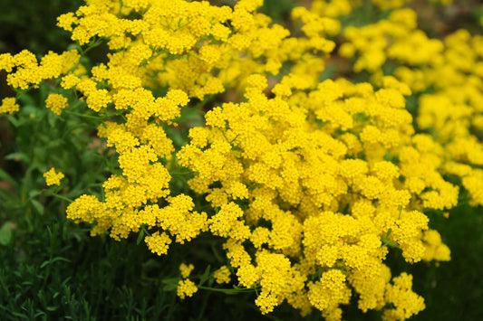 Basket Of Gold Alyssum Seeds, Aurinia saxatile, 8-12 Inches Tall, Golden Yellow Blooms, Groundcover, USDA Zones 3-9, Non-GMO