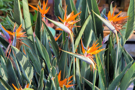 Birds of Paradise 15 Seeds - 2025 Planting Strelitzia Reginae Orange and Blue Variety