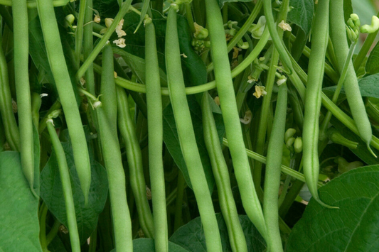 Yard Long Green Bean Seeds - Non-GMO Garden Seeds - 40 Seeds - USA Grown