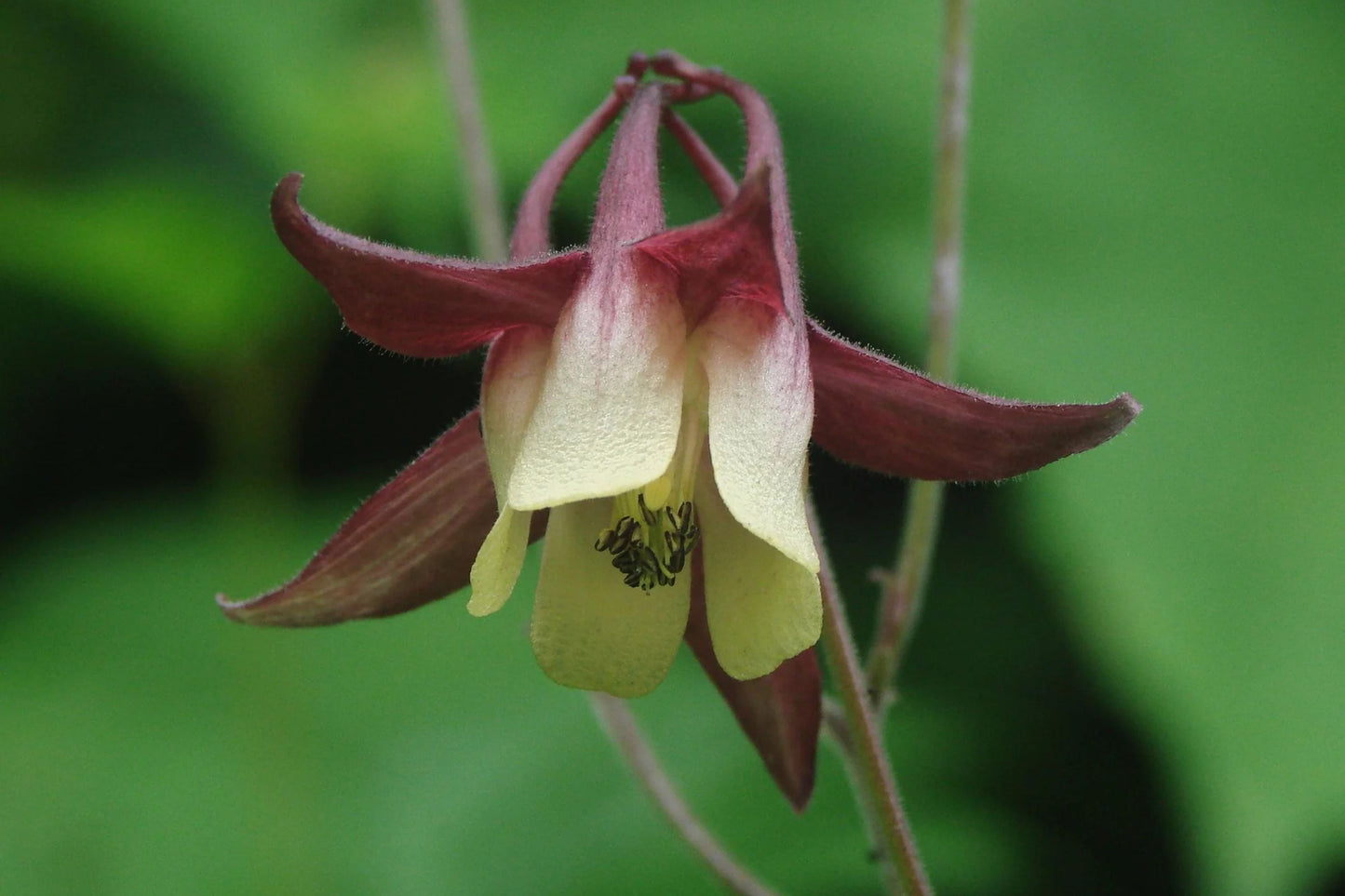 Oriental Columbine Seeds, Aquilegia oxysepala, 24-36 Inches Tall, Plum & Yellow Blooms, Attracts Pollinators, USDA Zones 3-9, Non-GMO