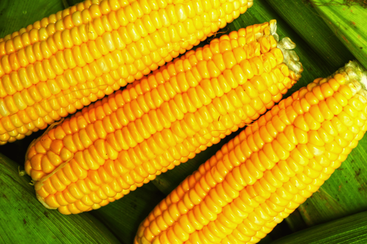 Non-GMO Trucker's Favorite Yellow Corn Seeds | Bulk Fresh Garden Seeds | Zea Mays