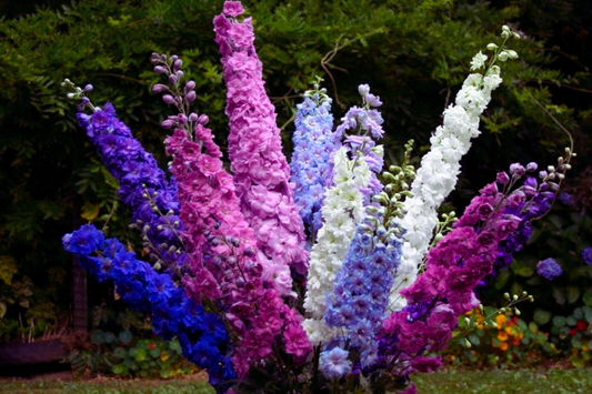 Rocket Larkspur Seeds Mix | Delphinium Ajacis | Flower Seeds | Colorful Garden Annuals
