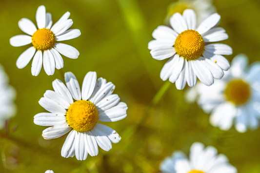 Roman Chamomile Seeds - Anthemis Nobilis - Herbal Carpet Flower Seeds - Aromatic Ground Cover