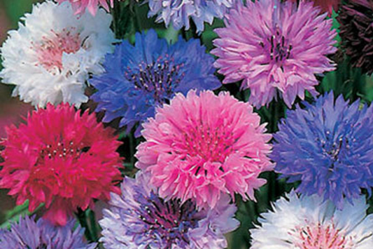 Cornflower Seeds - Polka Dot Mix - Cyanus - Flower Seeds for Garden, Annual Blooms, Easy to Grow