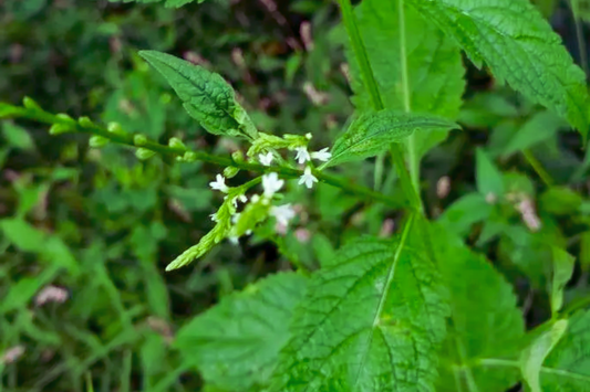 White Vervain Seeds - 100 Pack - Verbena Urticifolia - White Flower Seeds for Garden Planting