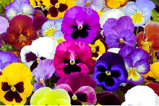 Swiss Giants Pansy Seeds - Pensee Mix - Viola Wittrockiana - Colorful Flower Seeds for Garden Planting