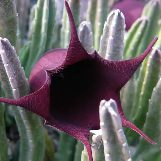Black Bell Stapelia Live Starter Plant Bareroot – Rare Huernia leendertziae Succulent – Orbea/Stapelia Black Flower Carrion Plant
