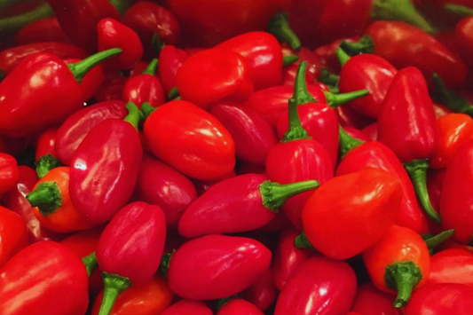 Santa Fe Grande Hot Pepper Seeds | Yellow Guero Chili | NON-GMO Capsicum annuum