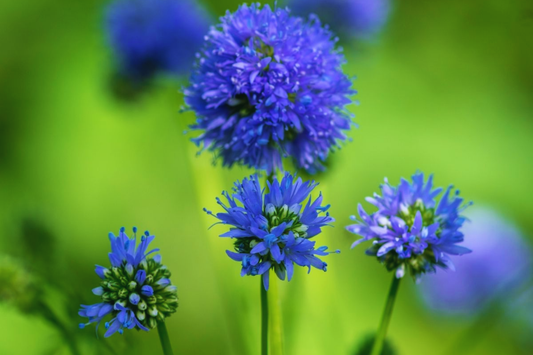 Gilia Capitata Seeds - Queen Anne's Thimbles Blue - Flower Seeds - Annual Wildflower