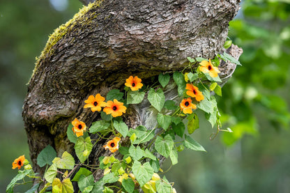 30 BLACK EYED SUSAN VINE Thunbergia Alata Flower Seeds *Flat S/H