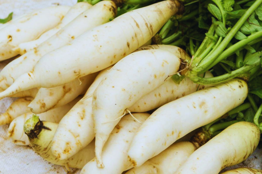 Daikon Radish Seeds | Japanese Minowase Variety | NON GMO | Raphanus sativus