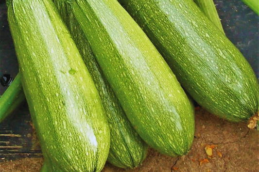 Zucchini Seeds | Grey Summer Squash | Calabacita, Marrow Squash, Mexican Squash | Cucurbita pepo