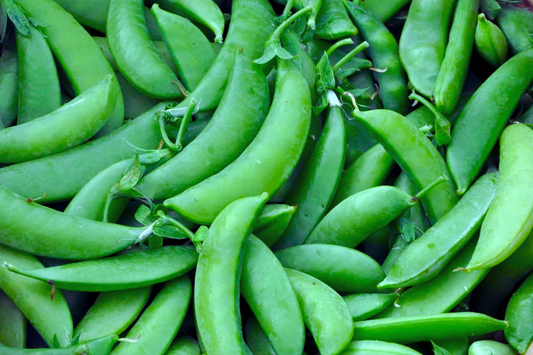 Sugar Snow Pea Seeds | NON-GMO | Melting Sugar Variety | Pisum sativum