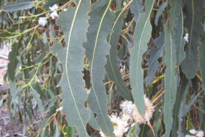 Blue Gum Eucalyptus Starter Plant (Eucalyptus globulus) - Live Plant 2′-3′ Tall - Aromatic Tree for Garden, Landscaping, & Essential Oils