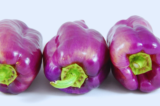 Rare Wild Hot Pepper Seeds | Permafrost Hot Purple | NON-GMO | Capsicum annuum