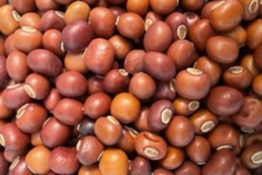 Winged Bean Seeds - Đậu Rồng - Dara Dham Bala Manila Goa - Dragon Bean Seeds - High-Quality Legume Seeds