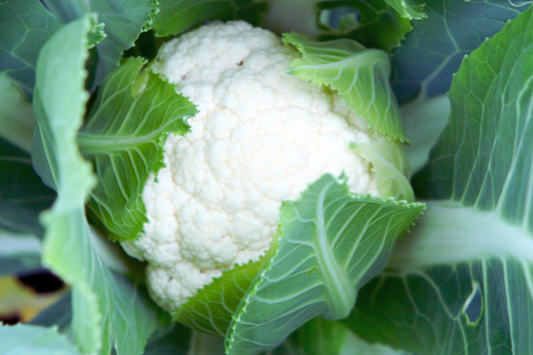 Self Blanching Cauliflower Seeds - Non-GMO Vegetable Seeds - Brassica oleracea