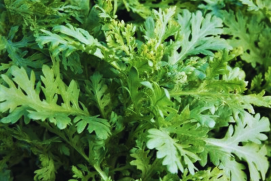 Tong Ho Seeds | Crown Daisy Seeds | Glebionis Coronaria Green | Edible Chrysanthemum Seeds