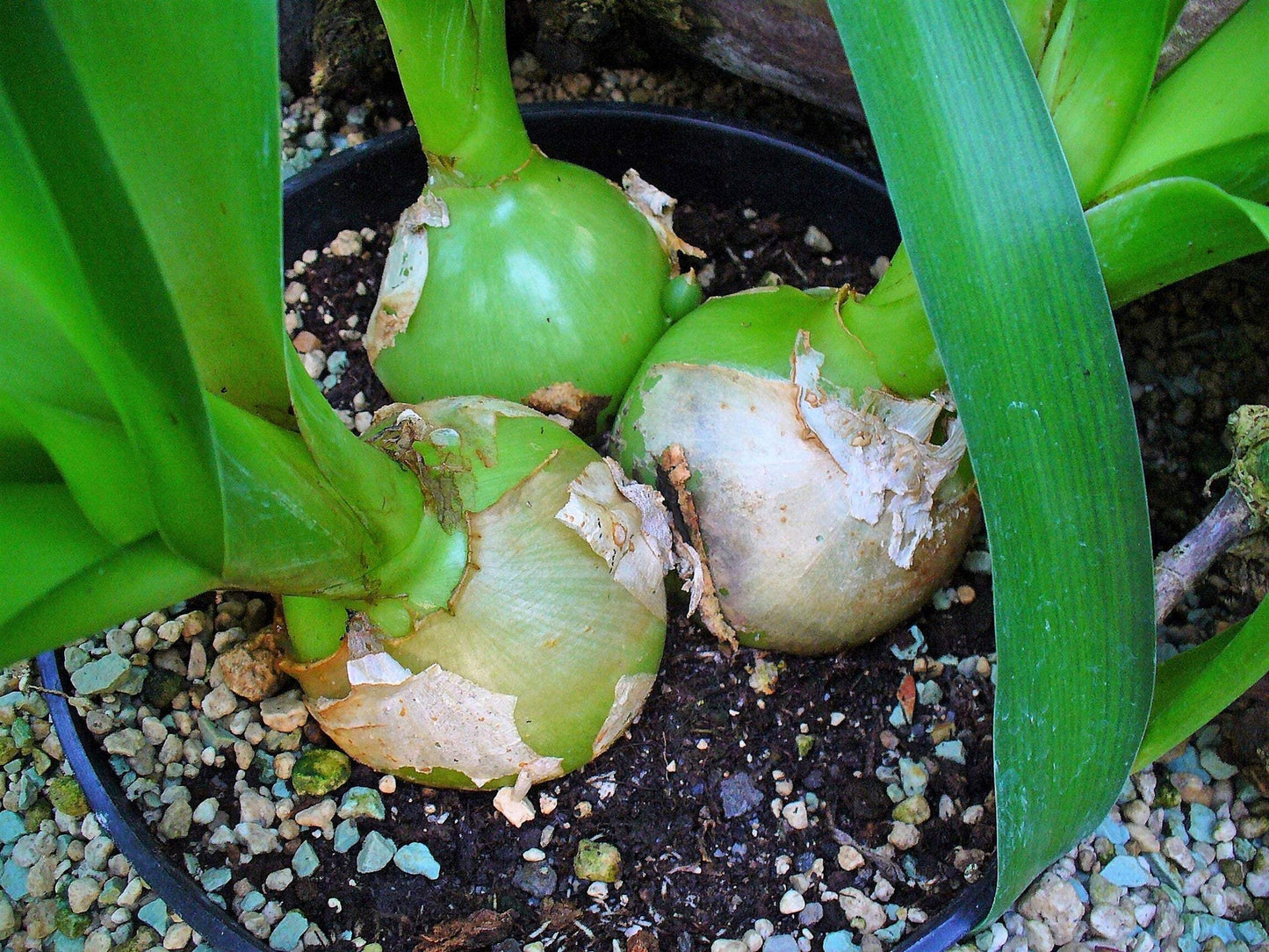 20 PREGNANT ONION SEEDS Aka False Sea Onion Lily Ornithogalum Caudatum Flower Go
