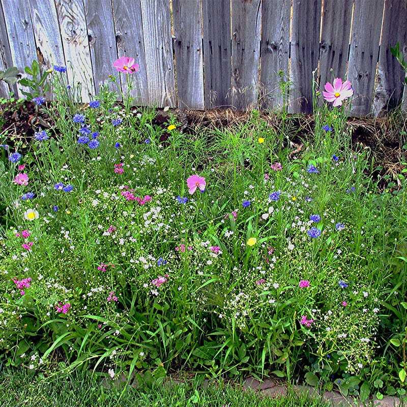 Wildflower Mix DROUGHT RESISTANT Dry Soil Garden Pollinator Flowers 1000+ Seeds!