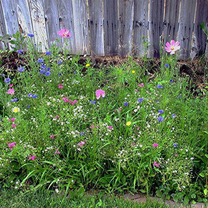 Wildflower Mix DROUGHT RESISTANT Dry Soil Garden Pollinator Flowers 1000+ Seeds!