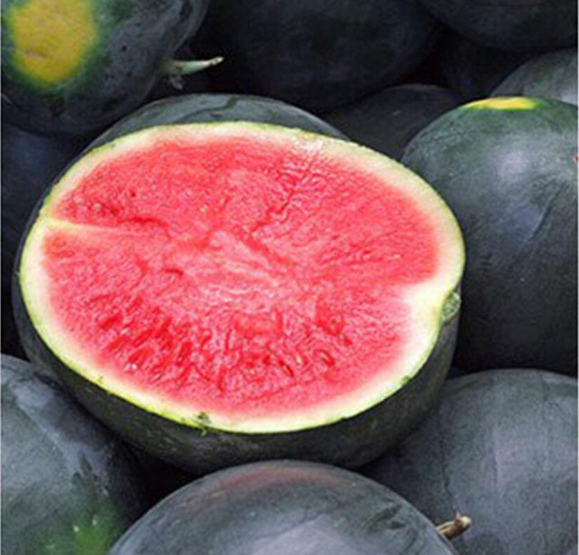 20+Black Diamond Watermelon Seeds Average Fruit WT 30-50Lbs USA