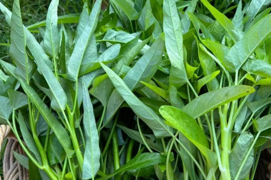 Thai Water Spinach Seeds - White Stem Ong Choy Kangkong Kong Xin Cai - Fast Growing Aquatic Vegetable Seeds